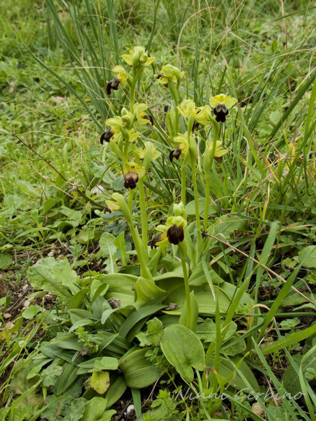 Ophrys